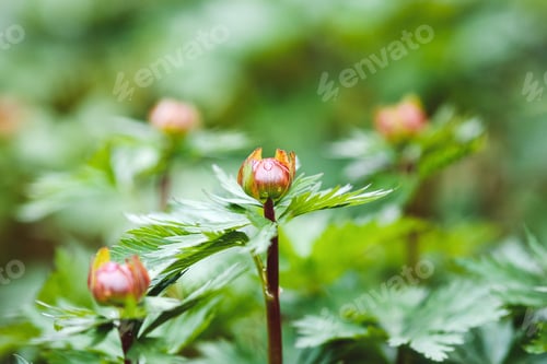 Preview: Globe Flowers flower buds in spring forest