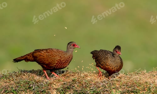 Preview: Pheasants perched atop lush grassy terrain