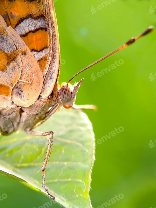 Preview: Butterfly, nature background photo