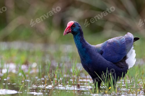 Preview: African Swamphen bird wading in a dam surrounded by grass