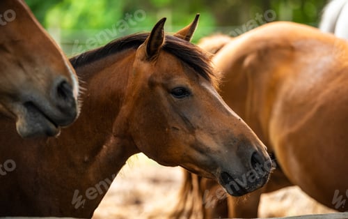 Preview: Close up of a brown horse on a farm