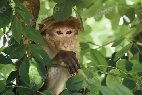 Preview: Monkey Portrait. Close-up of a Monkey Face in a Natural Forest