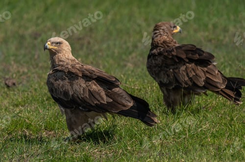 Preview: twany eagles