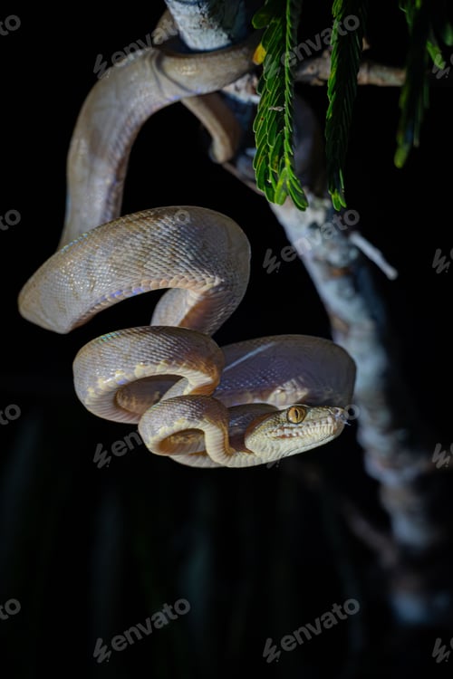 Preview: Snake coiled on a branch at night.
