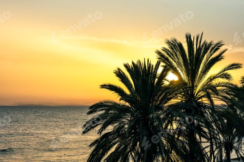 Preview: palm tree silhouettes at sunset