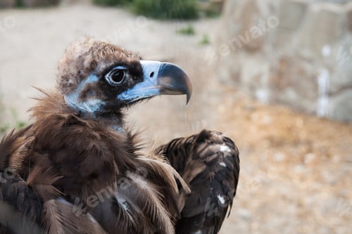 Preview: The head of Cinereous vulture, the black vulture, monk vulture, or Eurasian black vulture