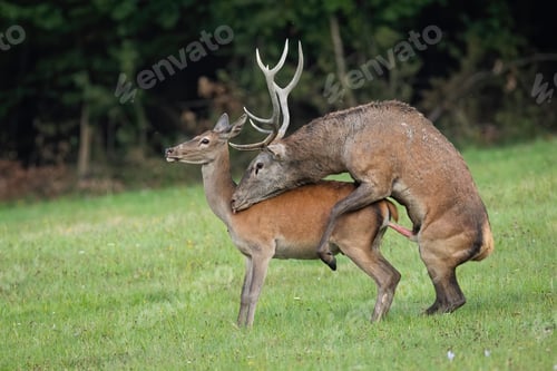 Preview: Two red deer pairing on grassland in autumn rutting season
