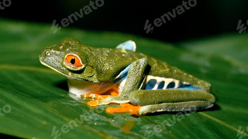 Preview: Red eyed tree frog resting on green leaf