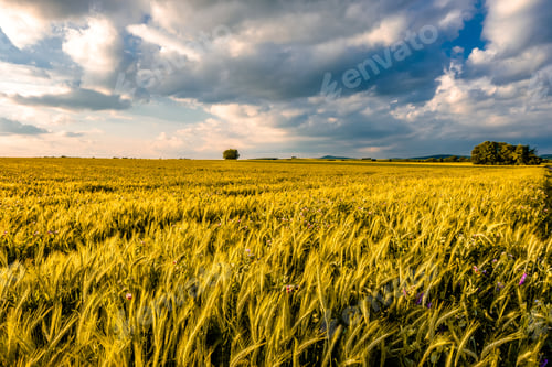 Preview: Golden yellow wheat field in warm sunshine under dramatic sky, fresh vibrant colors