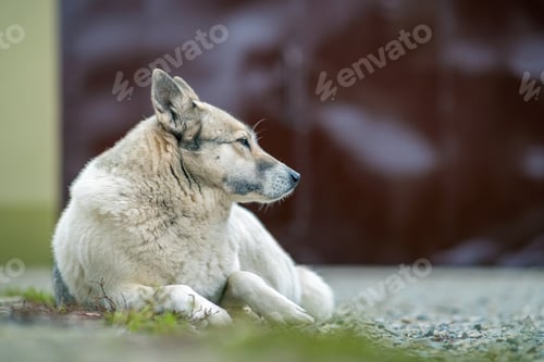 Preview: Portrait of a dog breed West Siberian Laika sitting outdoors in a yard.