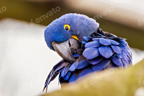 Preview: Closeup shot of a macaw.