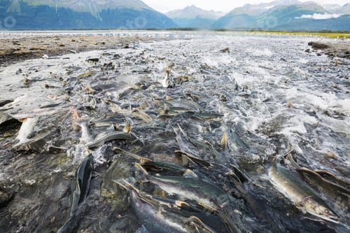 Preview: Salmon spawning