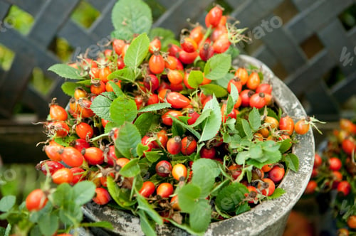 Preview: pot with rose hips