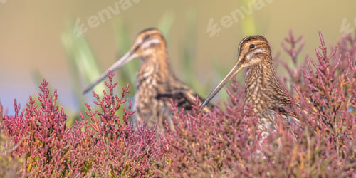 Preview: Common snipe wader bird in marshland vegetation