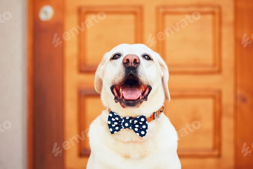 Preview: Dog with bow tie. Happy labrador retriever sitting in front of the house.