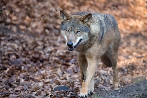 Preview: Wolf in the run