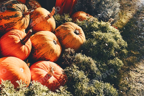 Preview: Autumn harvest of pumpkins.