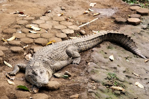 Preview: Crocodile