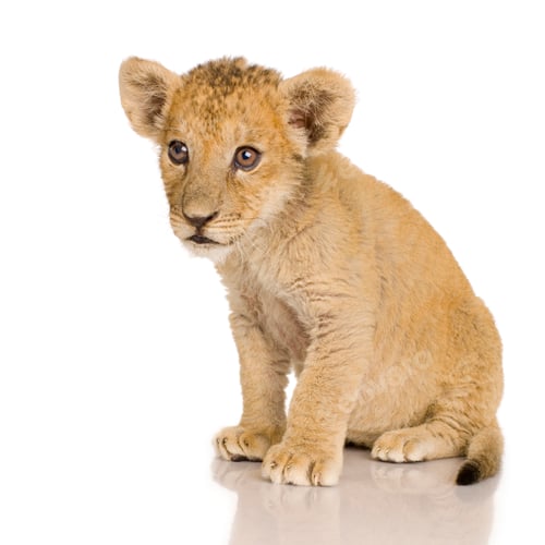 Preview: Lion Cub (3 months)