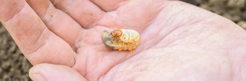 Preview: the larva of the may beetle or cockchafer bug in male hand on spring in the garden. banner