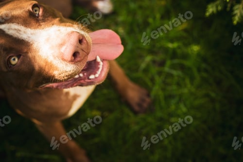 Preview: Young American Staffordshire pitbull dog outdoors in summer day
