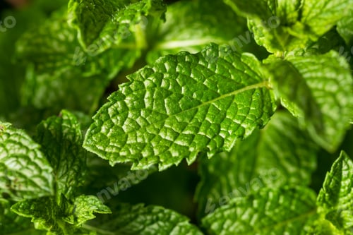 Preview: Raw Organic Green Mint Leaves