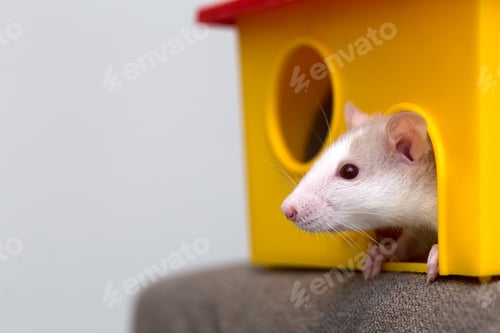 Preview: Curious Rat Peers Out of Colorful Yellow House