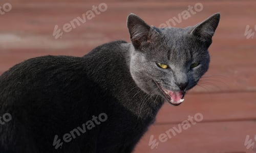 Preview: Close-up muzzle of a gray cat with yellow eyes, a long black mustache, a gray nose. The cat is meowi