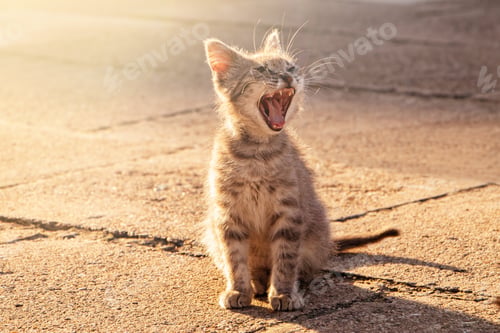 Preview: Cute little kitten yawns in the sun