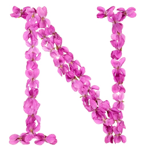 Preview: Letter N from alphabet, from flowers of violet, isolated on white background