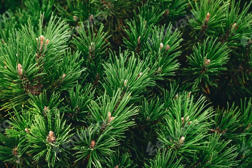 Preview: Green branches of a pine tree close-up, natural background.