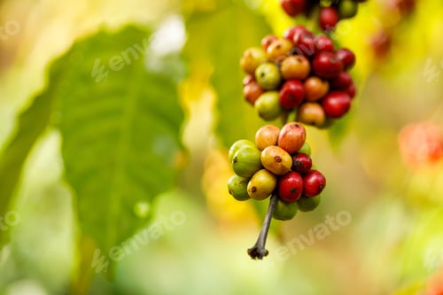 Preview: harvesting coffee berries by agriculture. Coffee beans ripening on the tree in North of Thailand