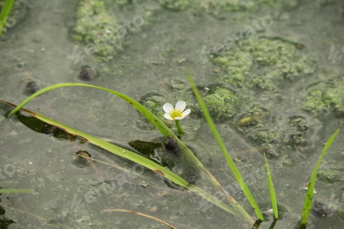 Preview: Closeup of a wildflower growing in a mud pond in the daylight with a blurry background