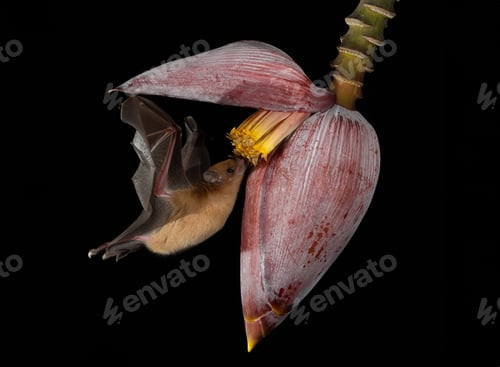 Preview: Bat in the Rainforest of Costa Rica