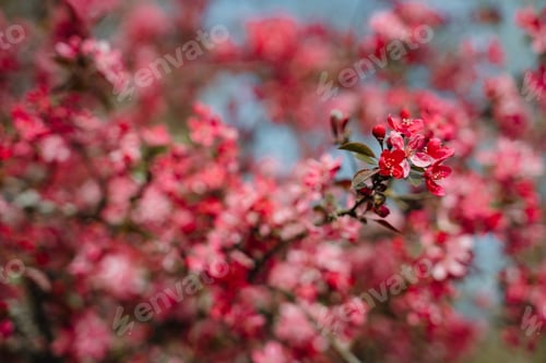 Preview: Praire Fire Crabapple bright pink blossom in April Spring