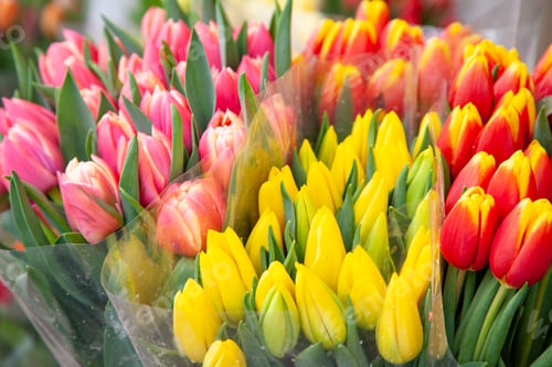 Preview: bouquets of tulips on the market square in an old European city