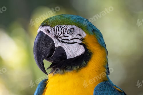 Preview: Selective focus shot of a scarlet macaw bird face