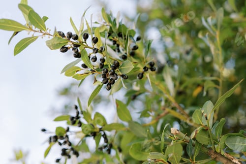 Preview: Ripe black olives on a green tree branch against a blue sky