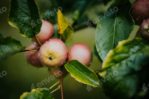 Preview: Closeup shot of apples ripening on the branch amid green leaves