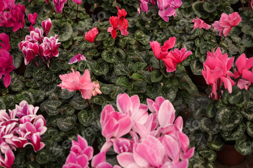 Preview: Many potted blooming flowers, closeup view. Home gardening
