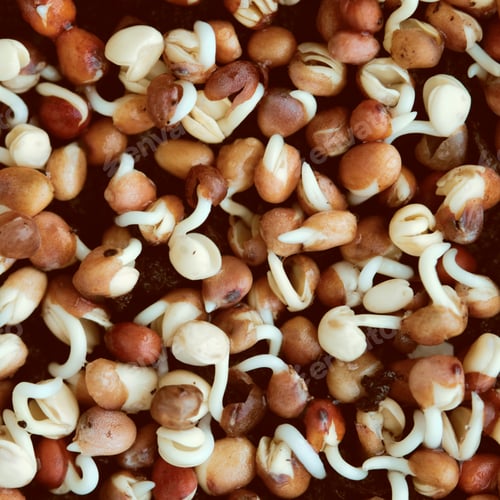 Preview: Close-up of broccoli sprouts. Growing microgreens at home.