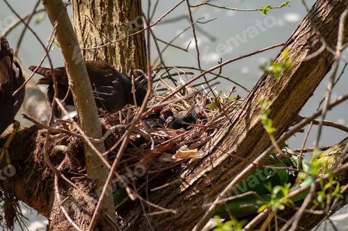 Preview: Common moorhen bird and baby birds