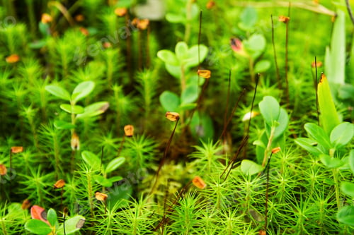 Preview: Green moss closeup in a summer forest.