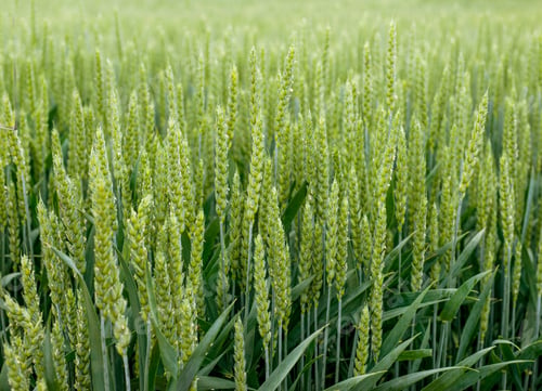 Preview: Winter wheat during earing, close-up of green spikelets, close up