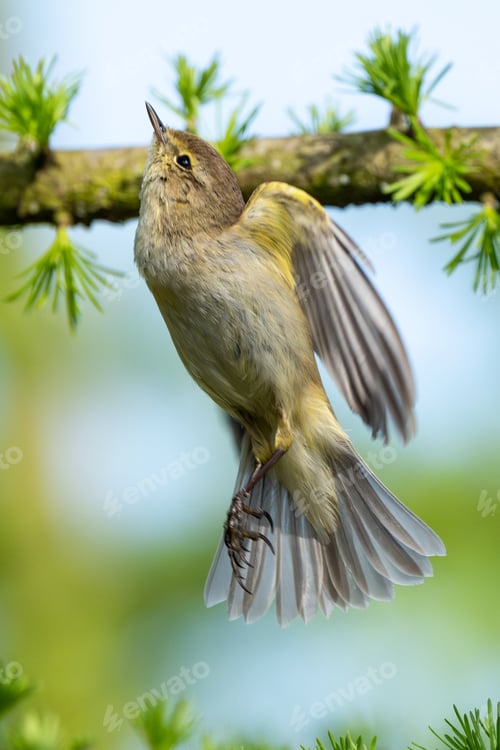 Preview: Common Chiffchaff Sitting On Tree Branch