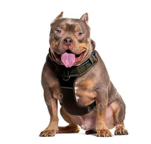Preview: Friendly American Bully dog in harness isolated on white