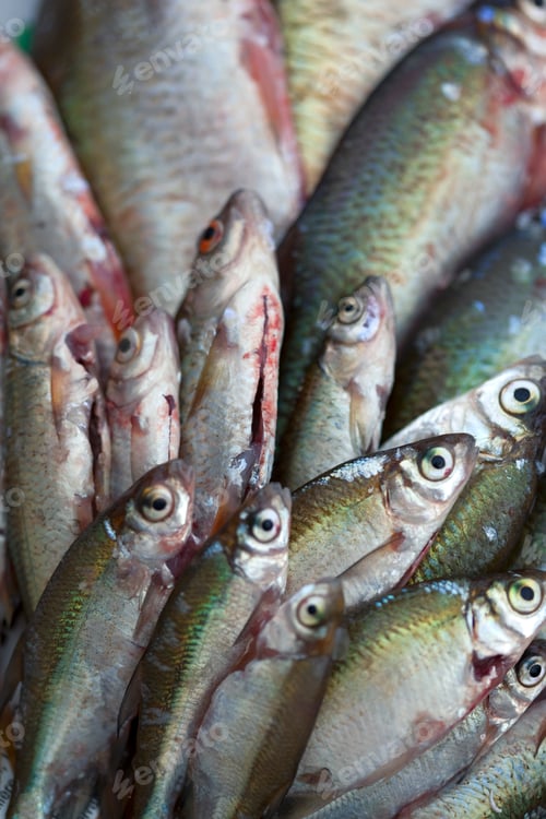 Preview: Fishes