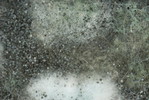 Preview: Closeup shot of fungus on a rotten melon