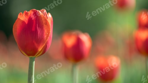 Preview: lots of beautiful red tulips, spring natural background