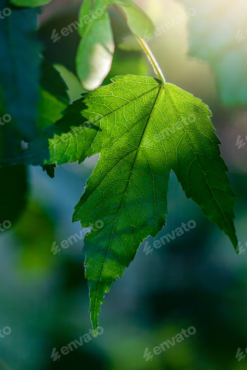 Preview: Green maple leaf, beautifully illuminated by the rays of the sun, close-up